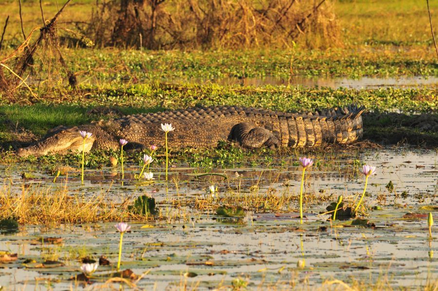 A large crocodile is laying in the middle of a swamp.