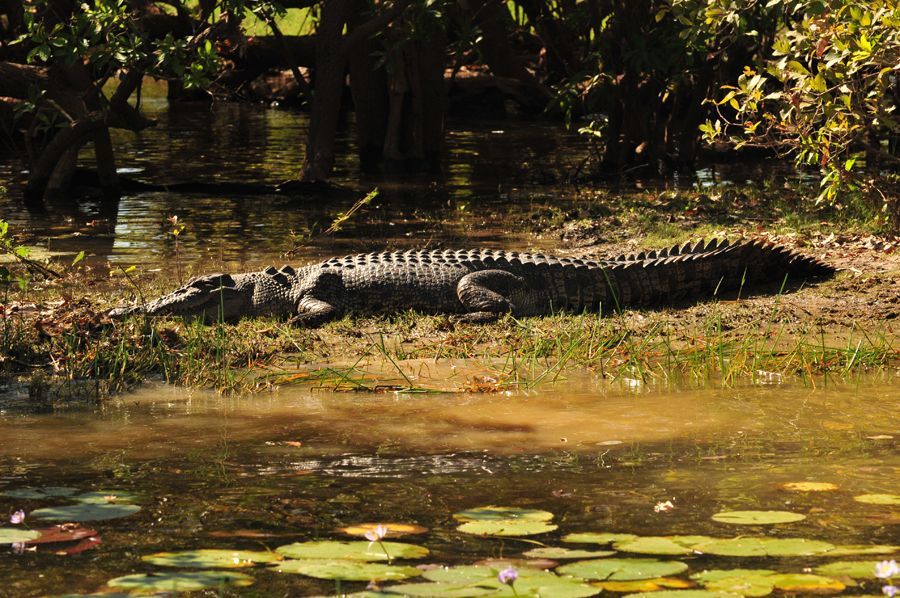 A large alligator is laying in the grass near a body of water