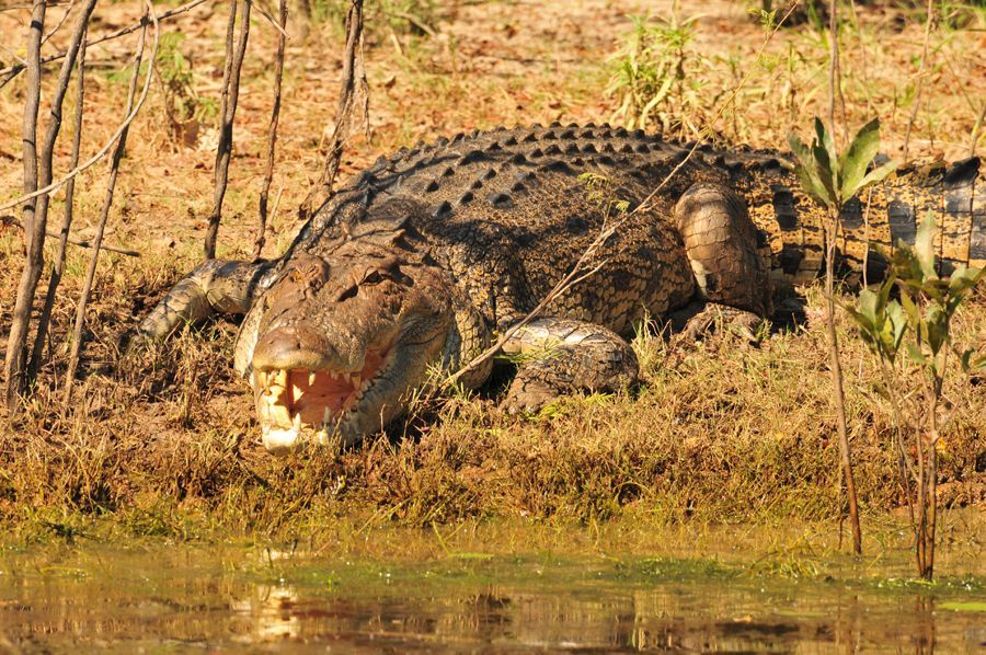 A large crocodile is laying in the grass near a body of water.