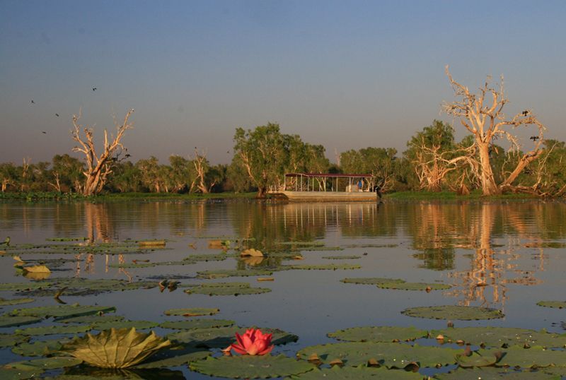 A boat is floating on a lake with lily pads and trees in the background.