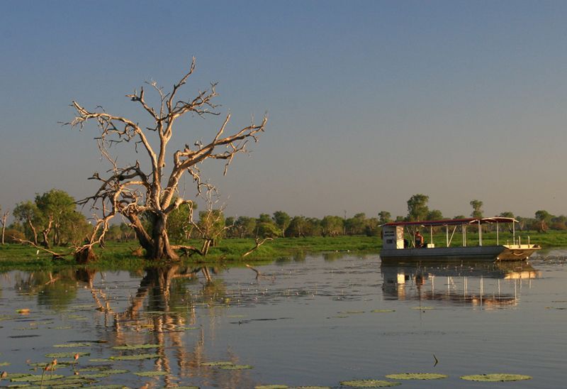 A boat is floating on a lake next to a tree