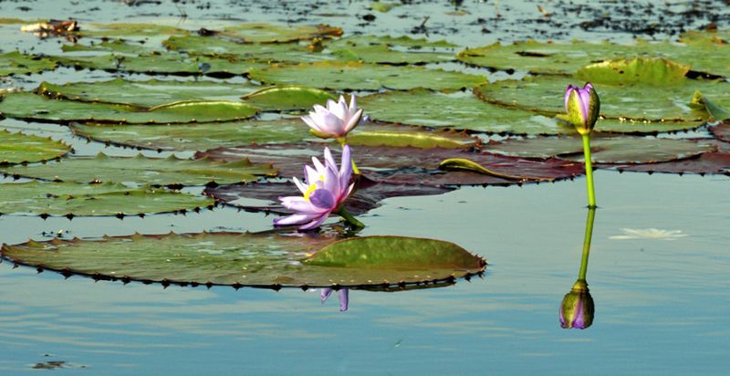 Two purple water lilies are growing in a pond surrounded by lily pads.
