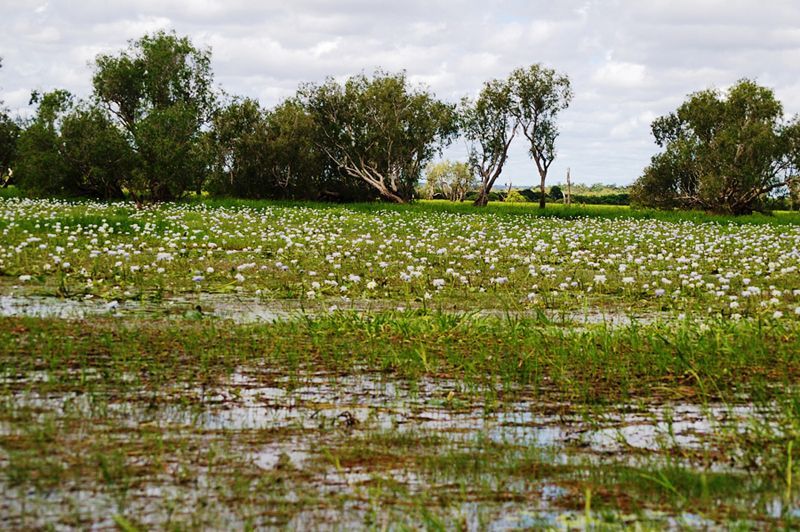A field of grass and water with trees in the background.