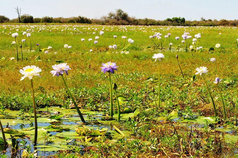 A field of flowers with purple and white flowers