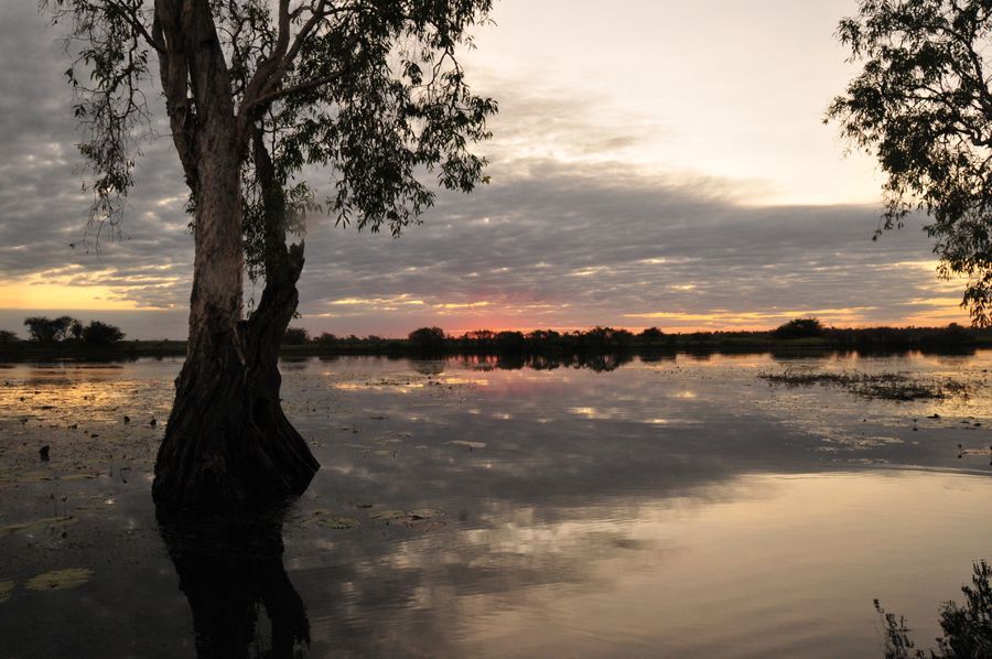A tree in the middle of a lake at sunset