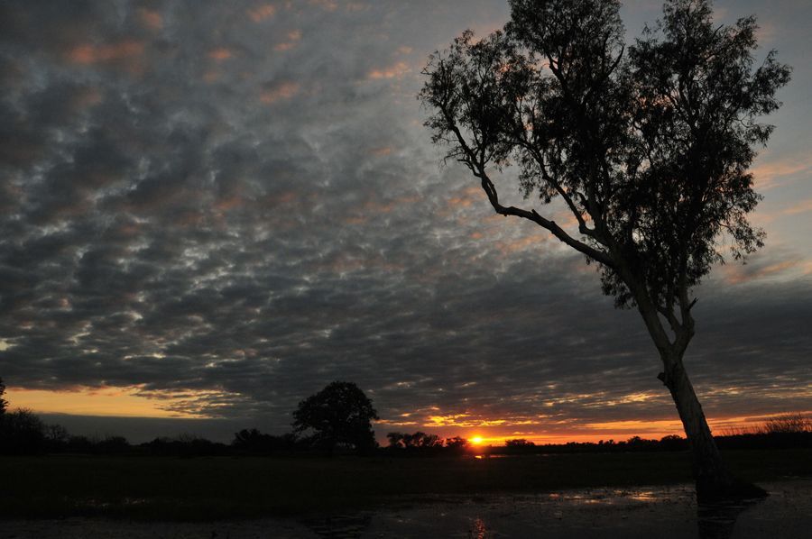 A tree is silhouetted against a cloudy sky at sunset