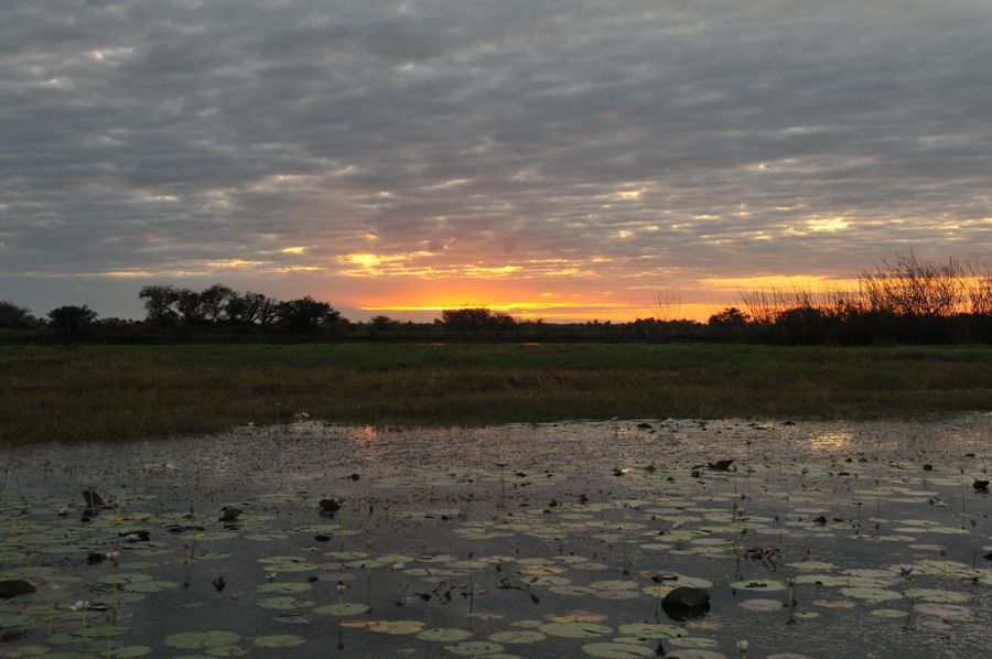 A sunset over a swamp with trees in the background
