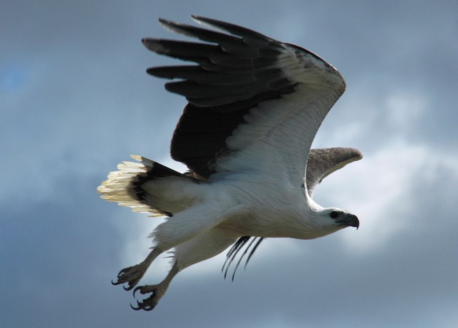 A black and white bird is flying through a cloudy sky