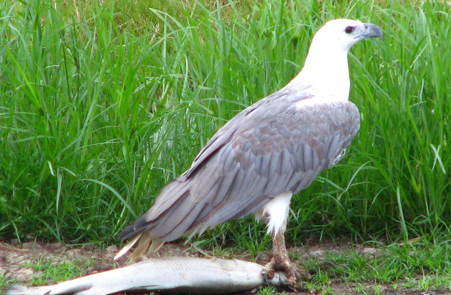 Eagle sitting near a body of grass
