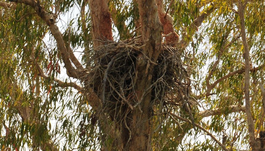 A bird nest is sitting on top of a tree.