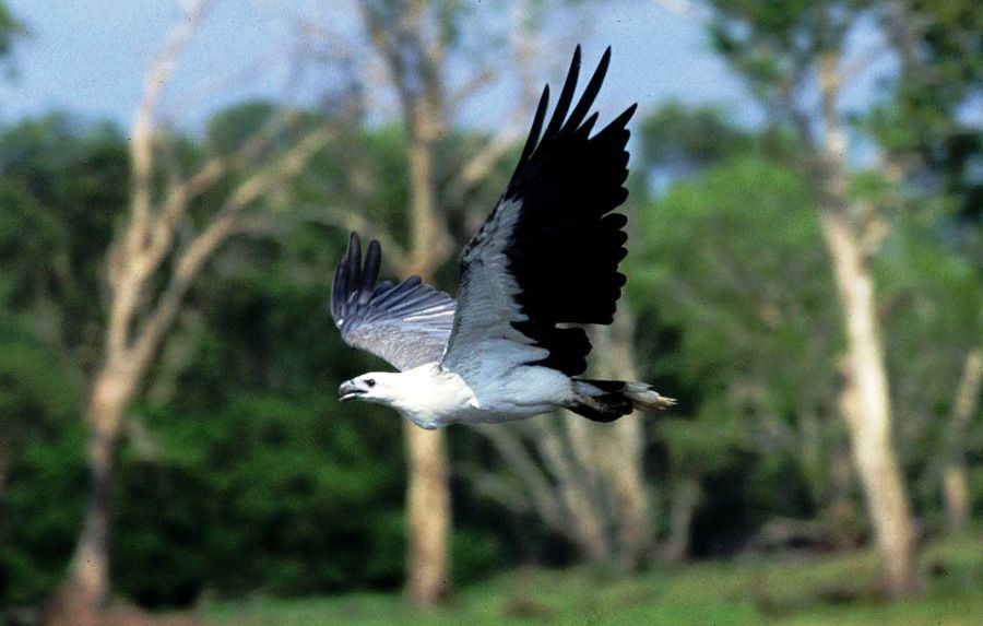 A bird is flying over a field with trees in the background