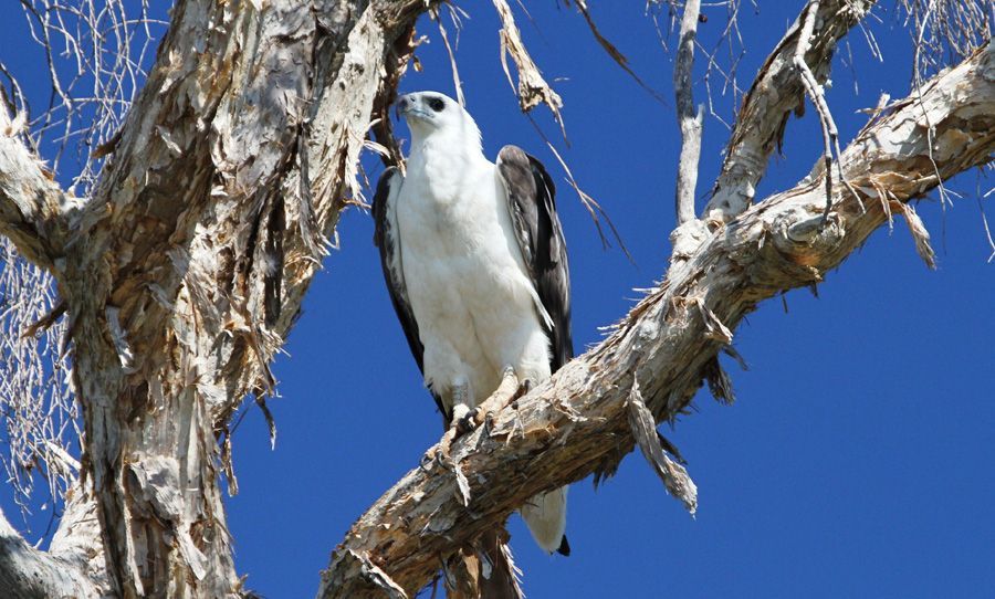 A black and white bird perched on a tree branch
