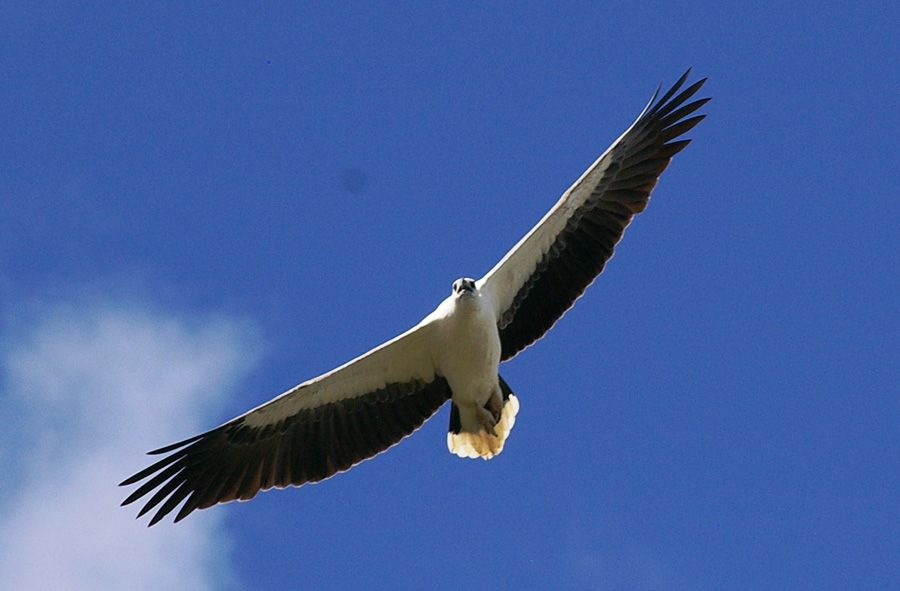 A large bird is flying through a blue sky