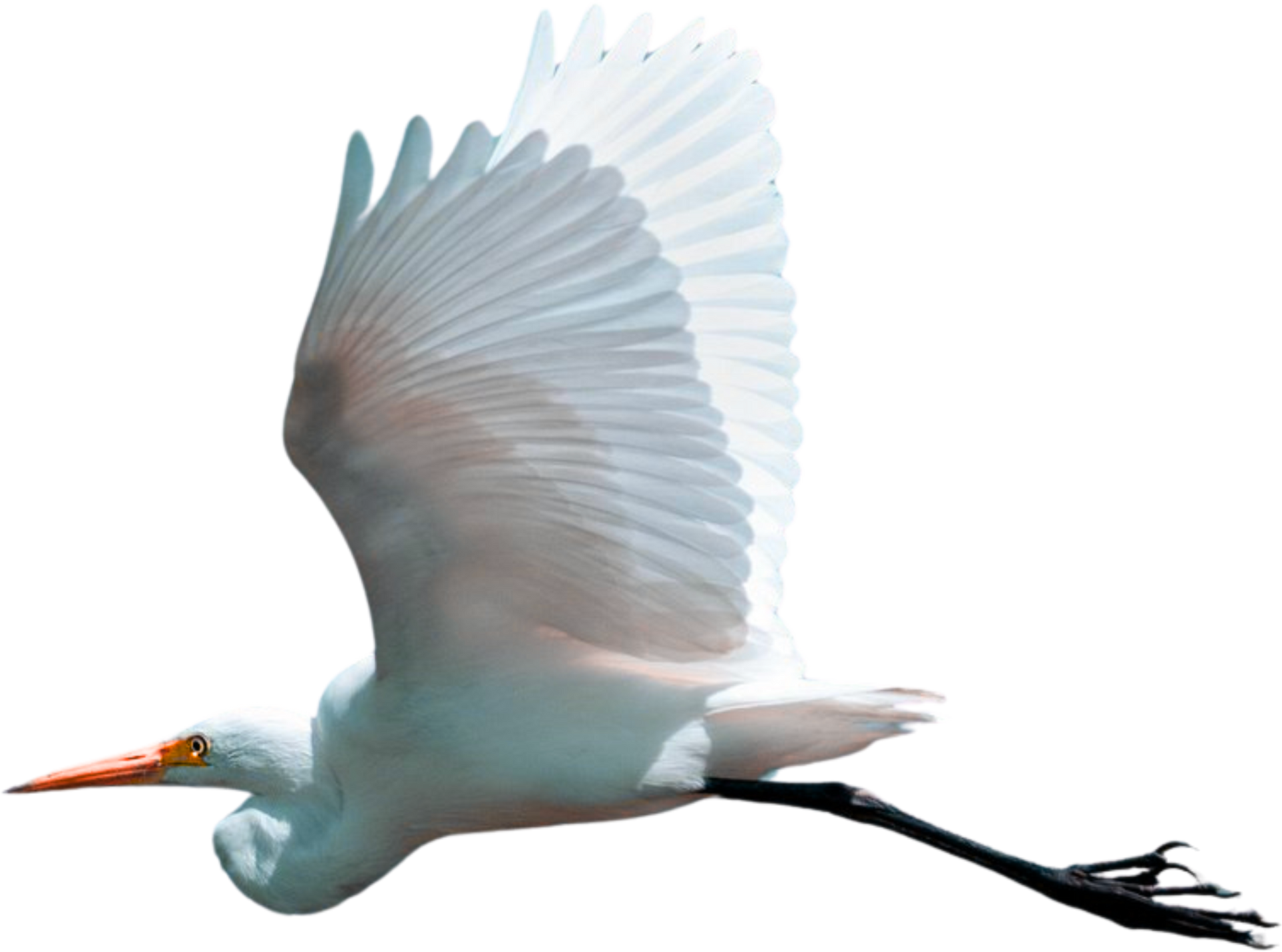 A white bird with an orange beak is flying in the air