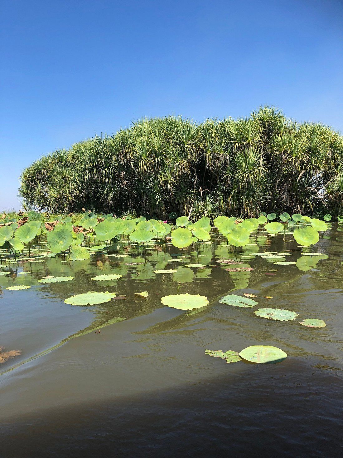A lake filled with water lilies and trees on a sunny day.
