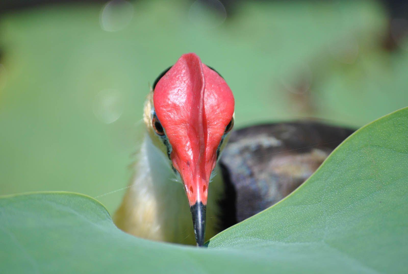 A bird with a red beak is sitting on a green leaf.