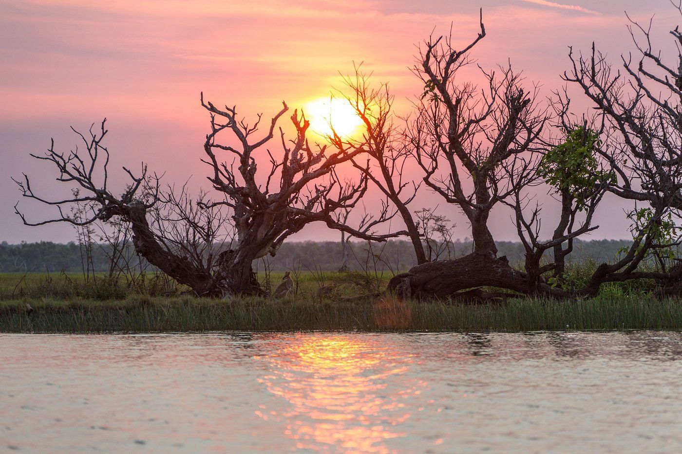 A sunset over a body of water with trees in the foreground