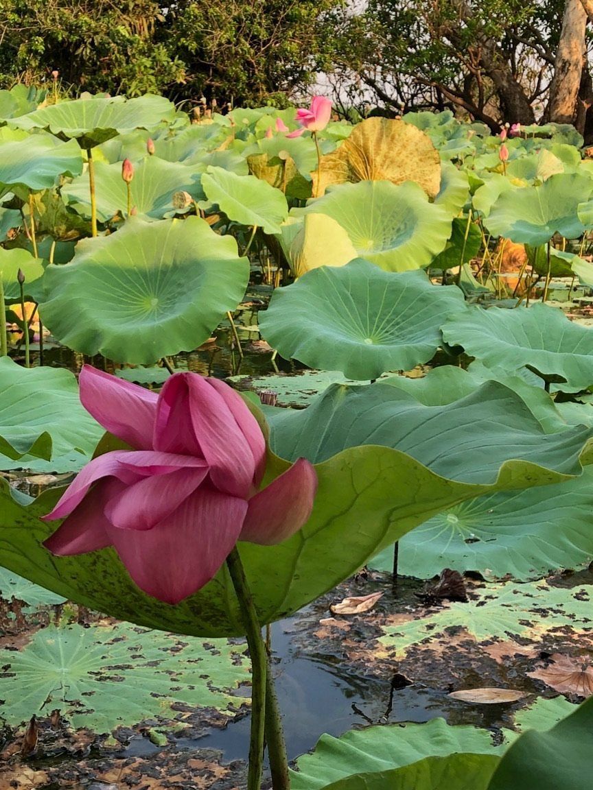 A pink flower is surrounded by green leaves in a pond.