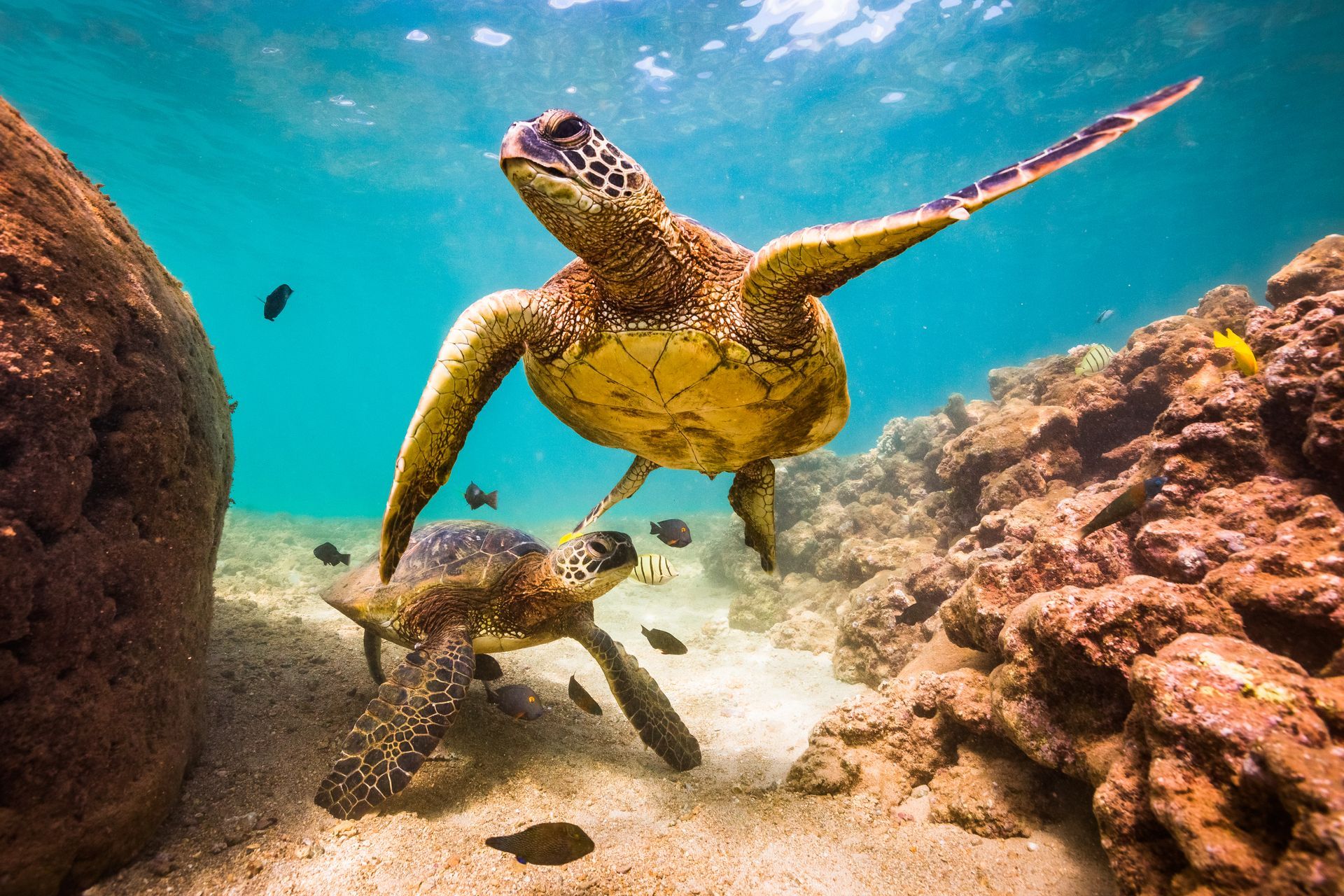 Two sea turtles are swimming in the ocean near a rock.