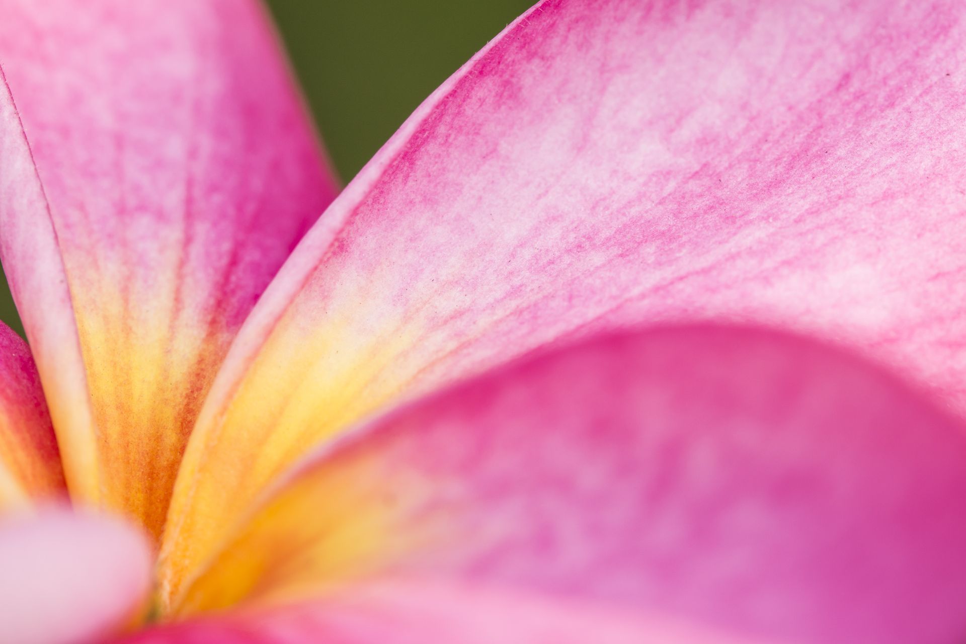 A close up of a pink flower with a yellow center.