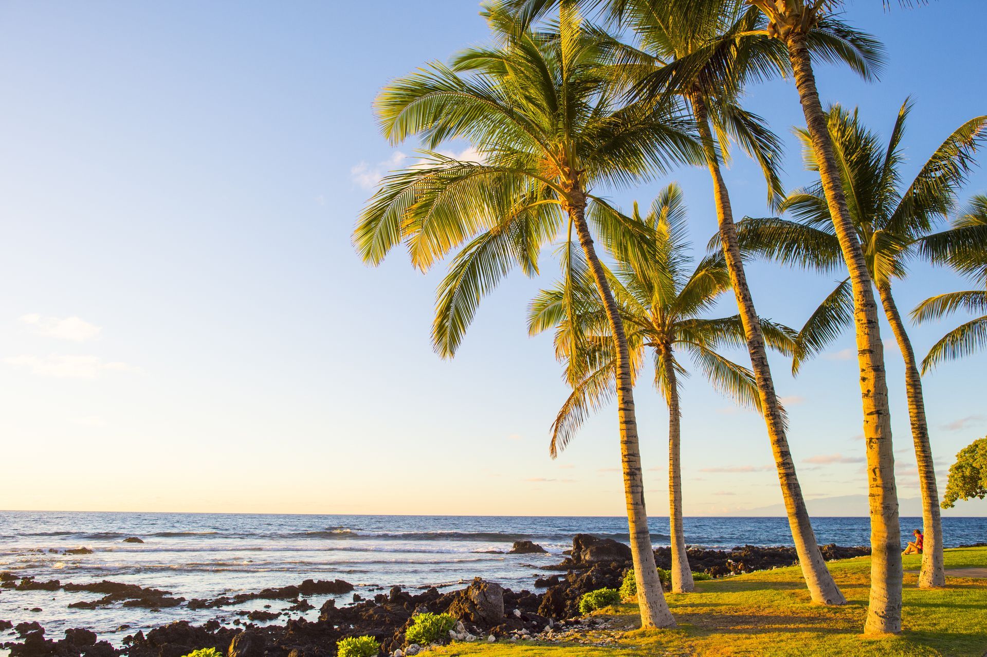 A row of palm trees on a tropical beach with the ocean in the background.