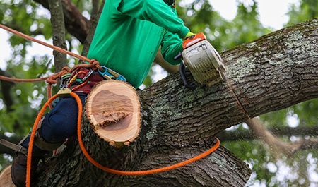 Arborist using a chainsaw to cut a large tree branch with climbing gear attached