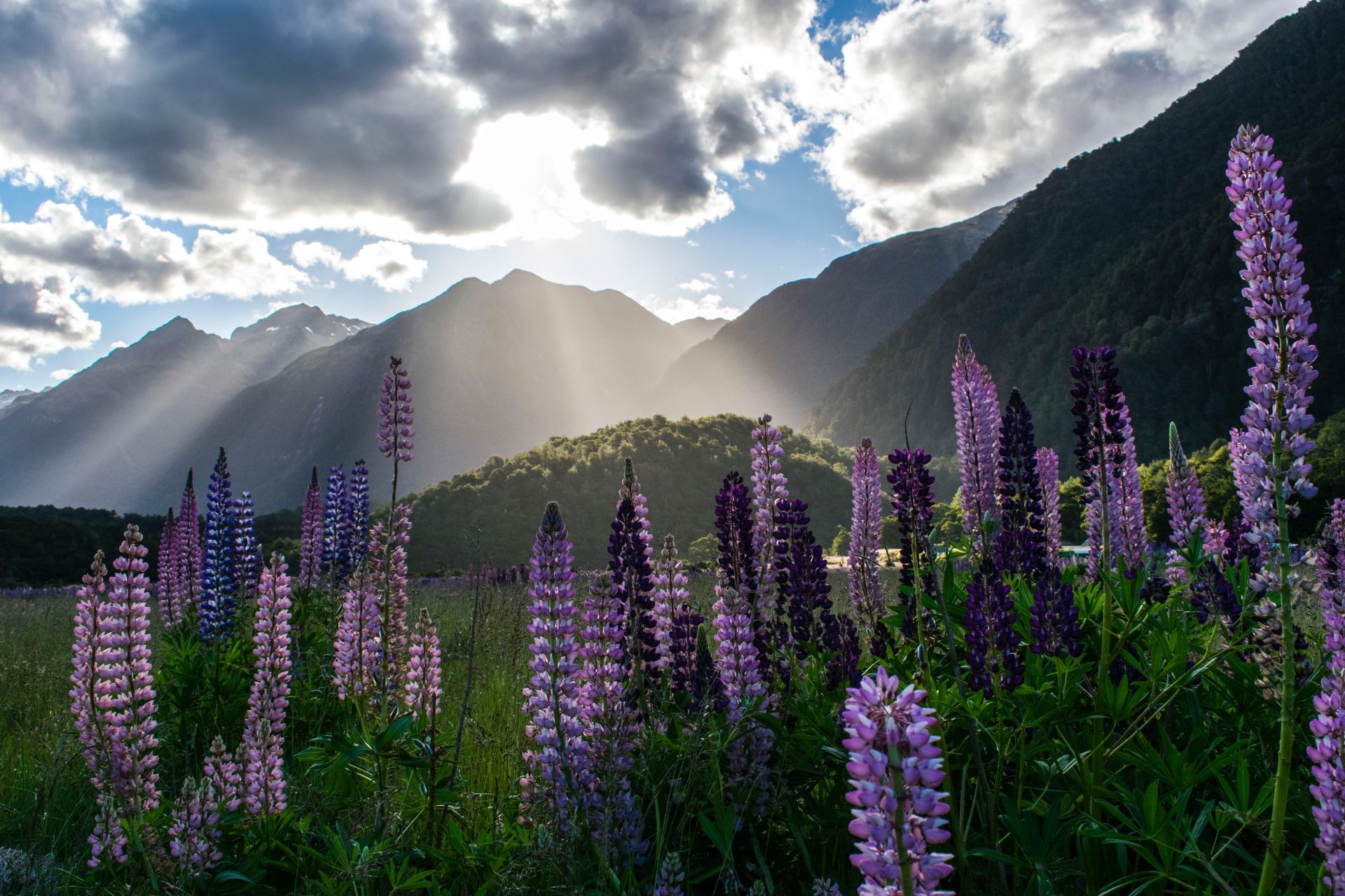 Imagem de flores roxas com montanha de fundo, foto tirada em Milford Sound, Nova Zelândia
