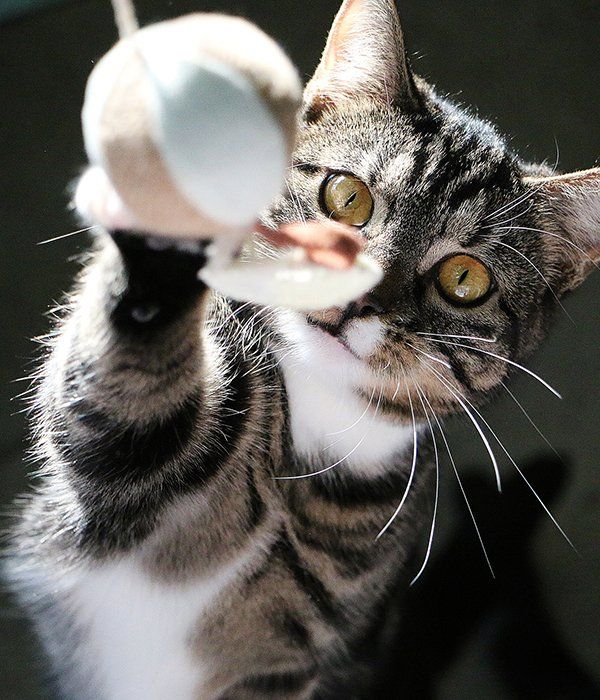 Dog & Cat Grooming, Boarding Mt. Hermon, VA Mt. Hermon Pet Grooming