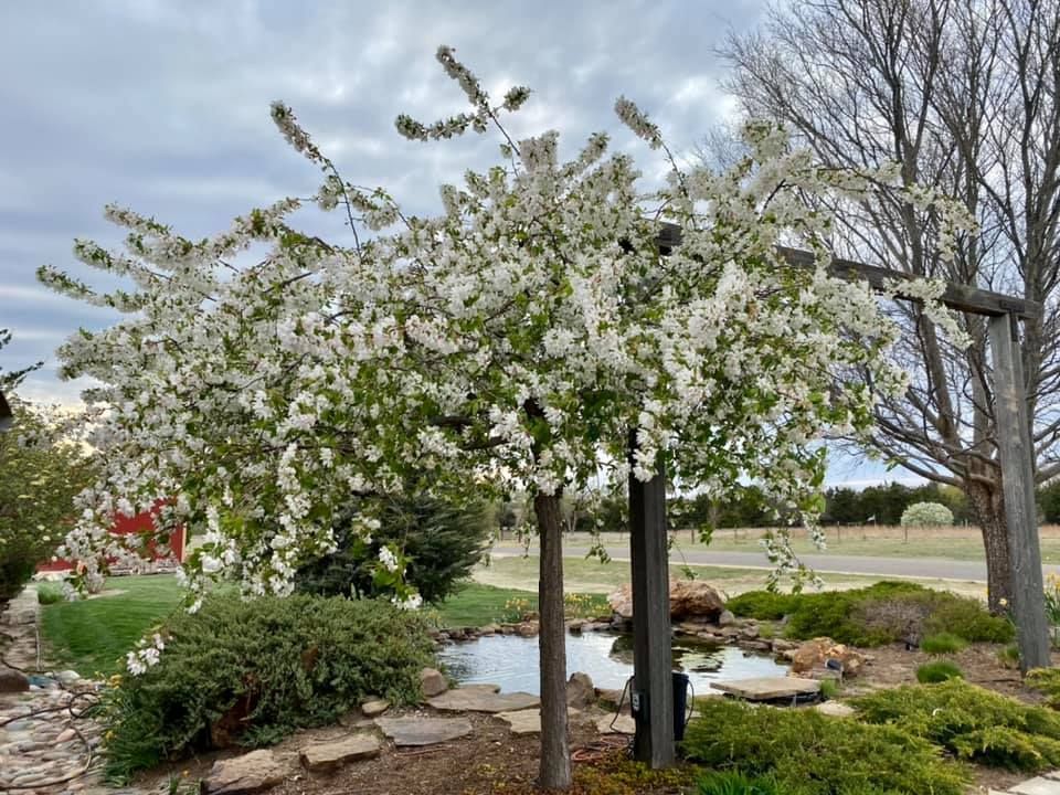 landscape design in pratt, ks with younie lawnscapes