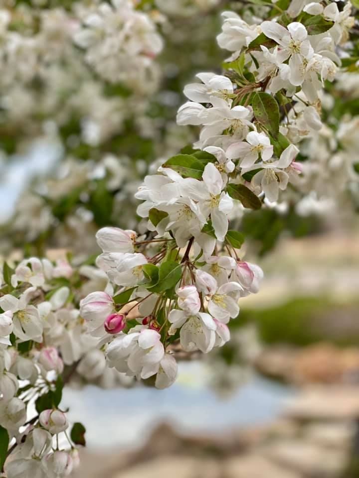 landscape design in pratt, ks with younie lawnscapes