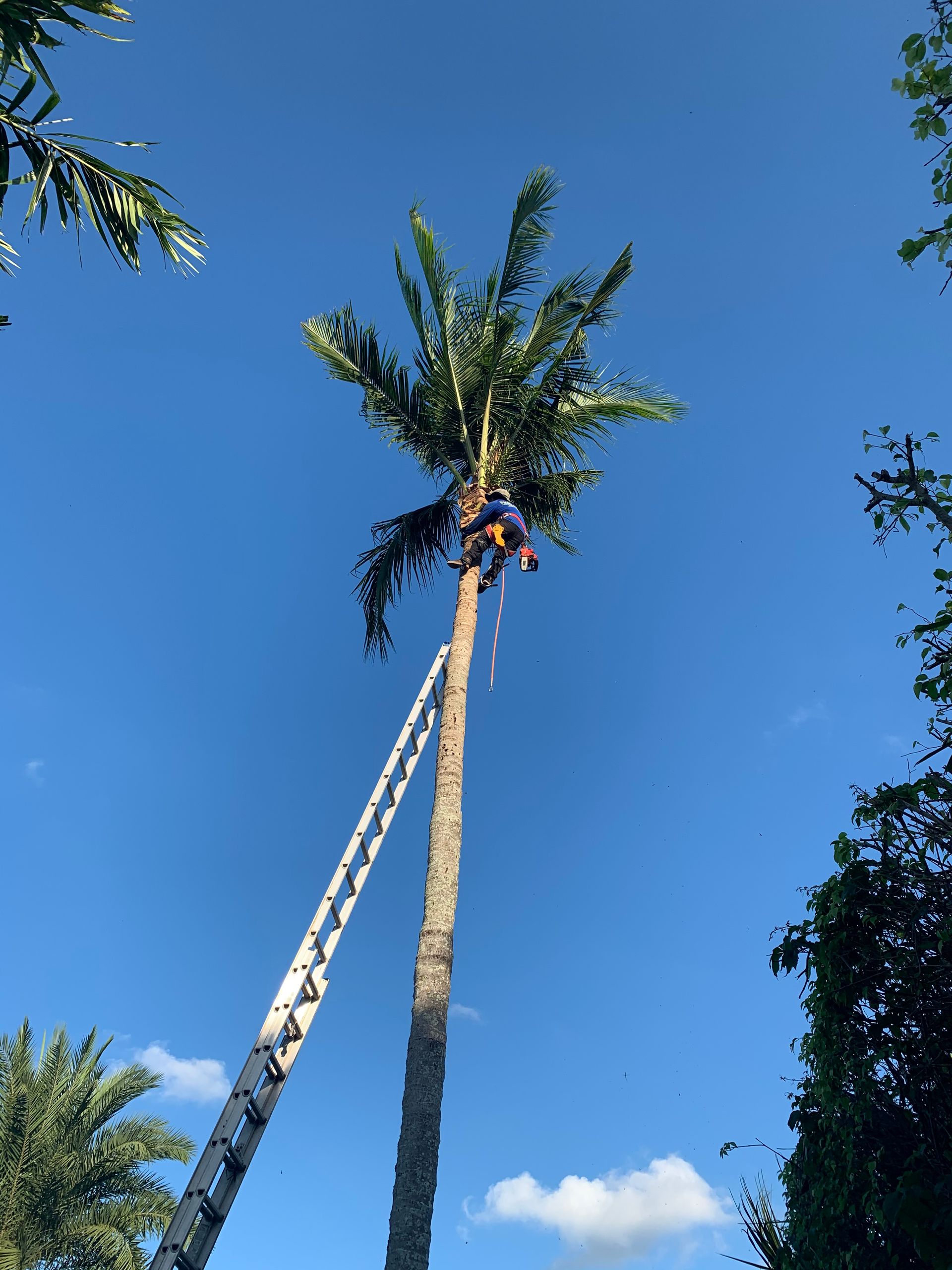 A man is climbing a palm tree with a ladder attached to it.