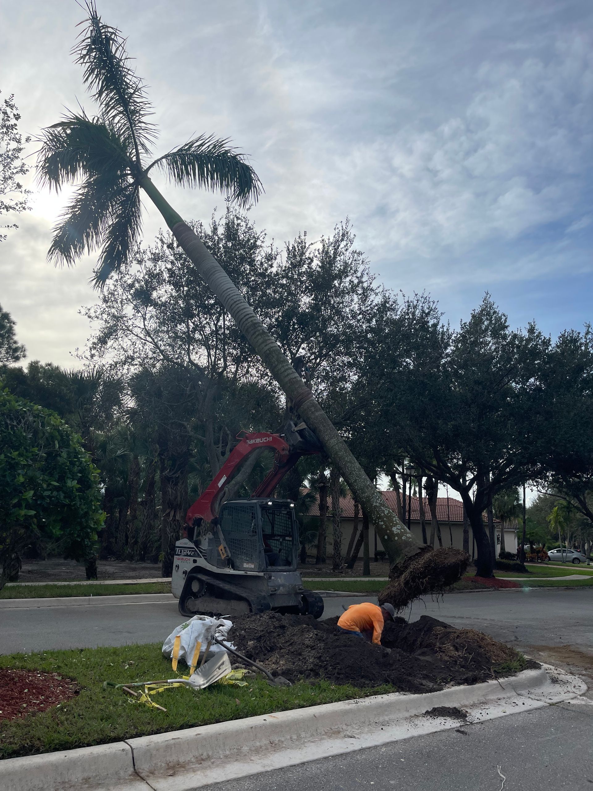 A palm tree is being removed from the side of the road