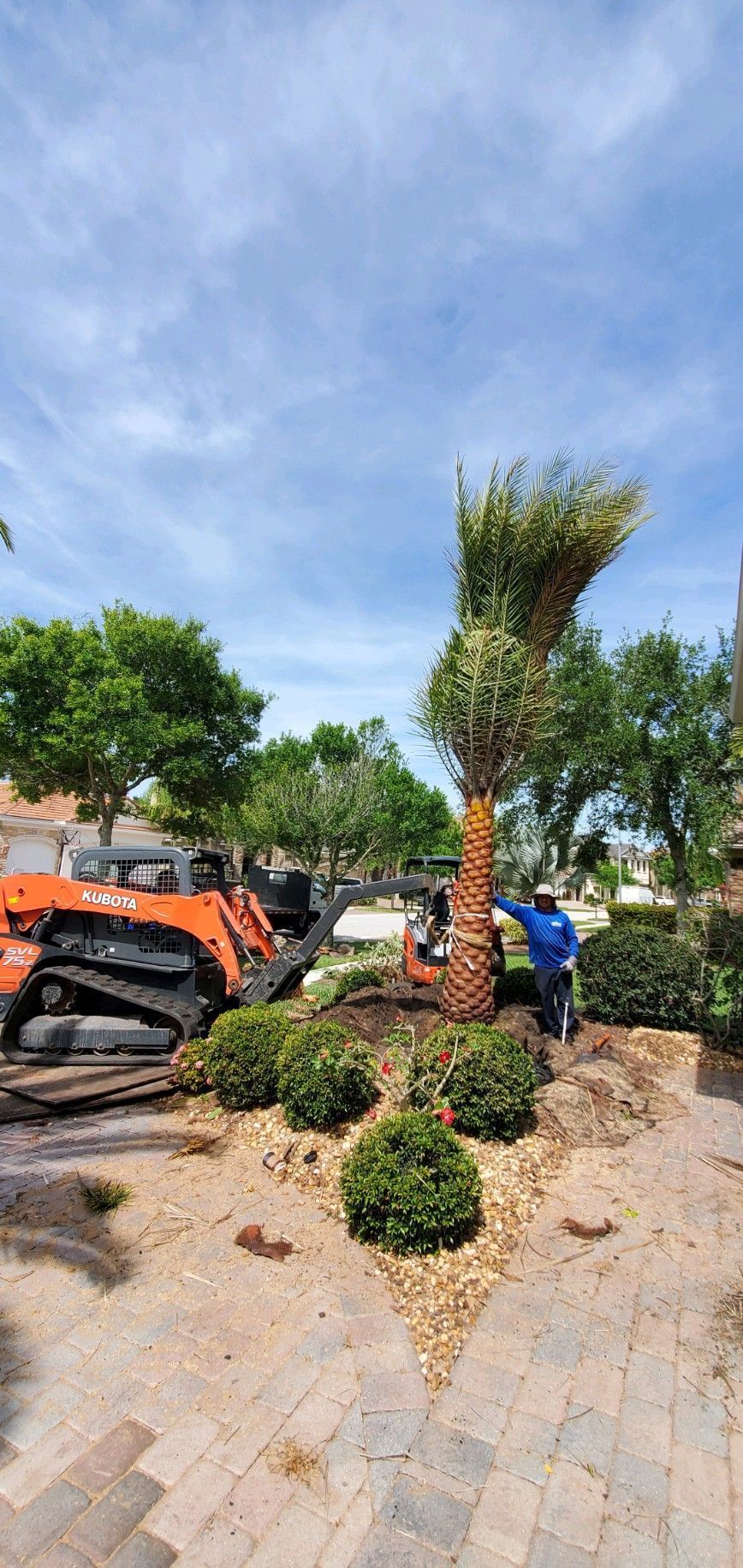 A man is standing next to a palm tree in a garden.