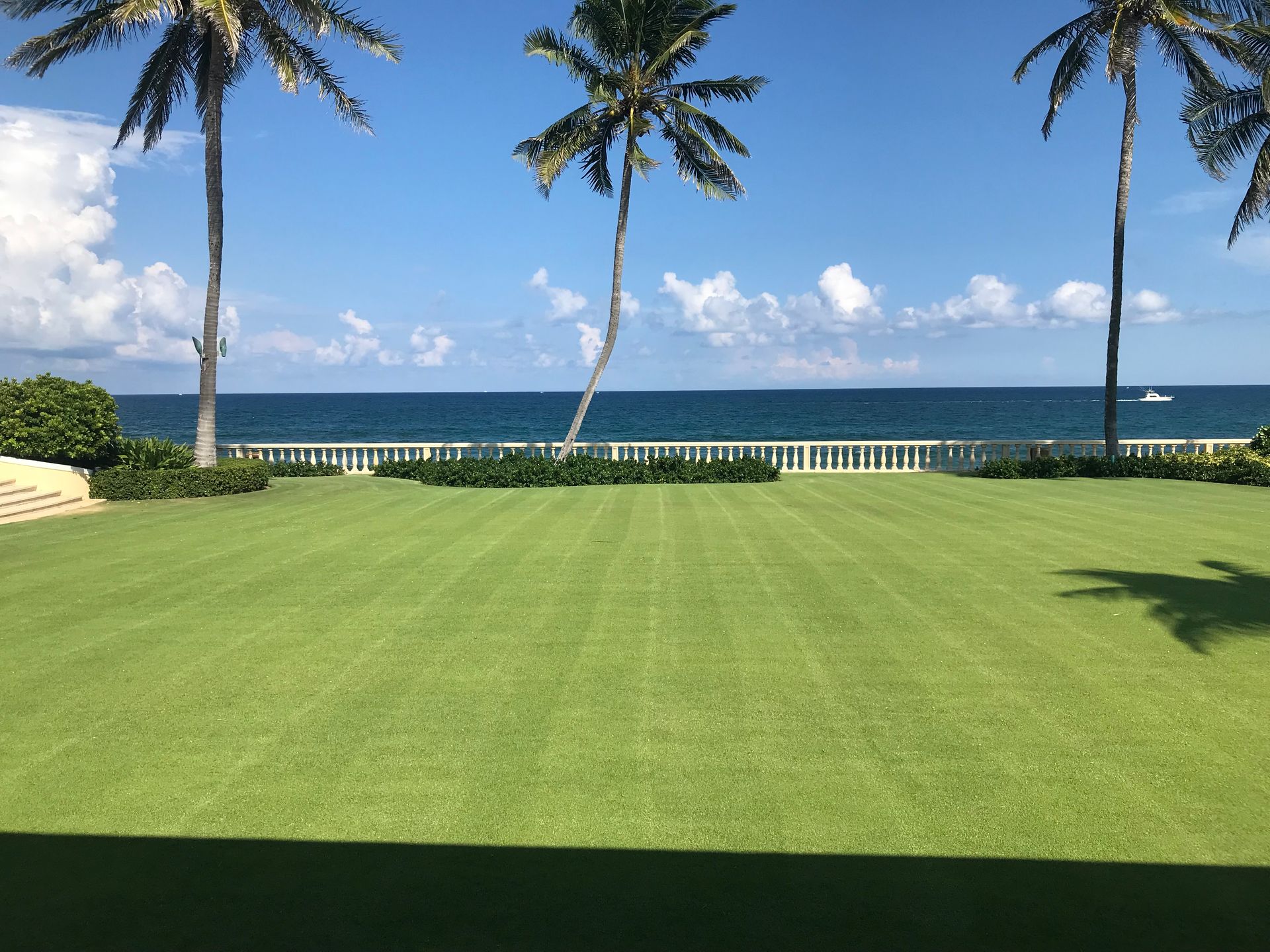 A lush green field with palm trees and the ocean in the background