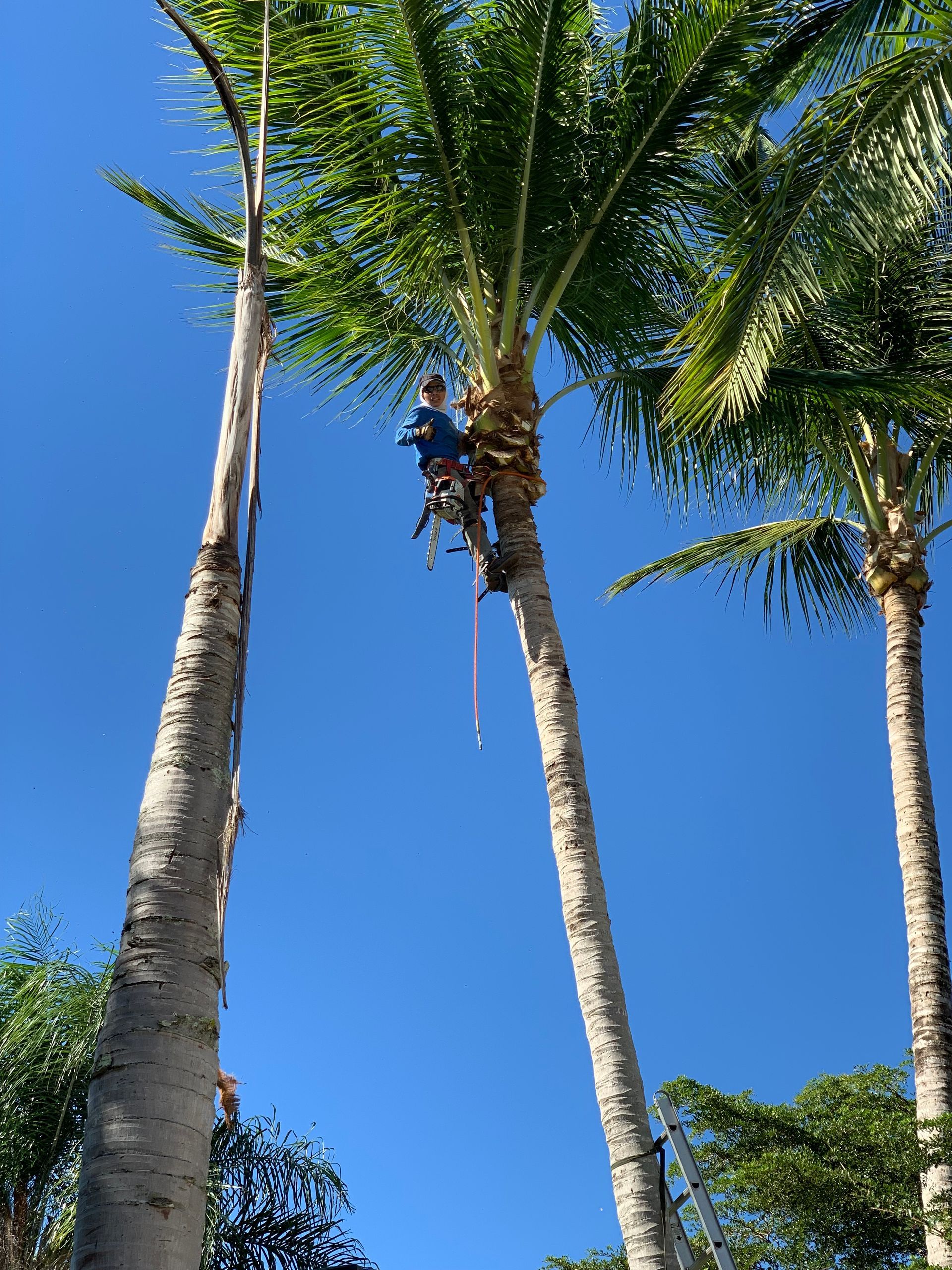 A man is climbing a palm tree on a sunny day