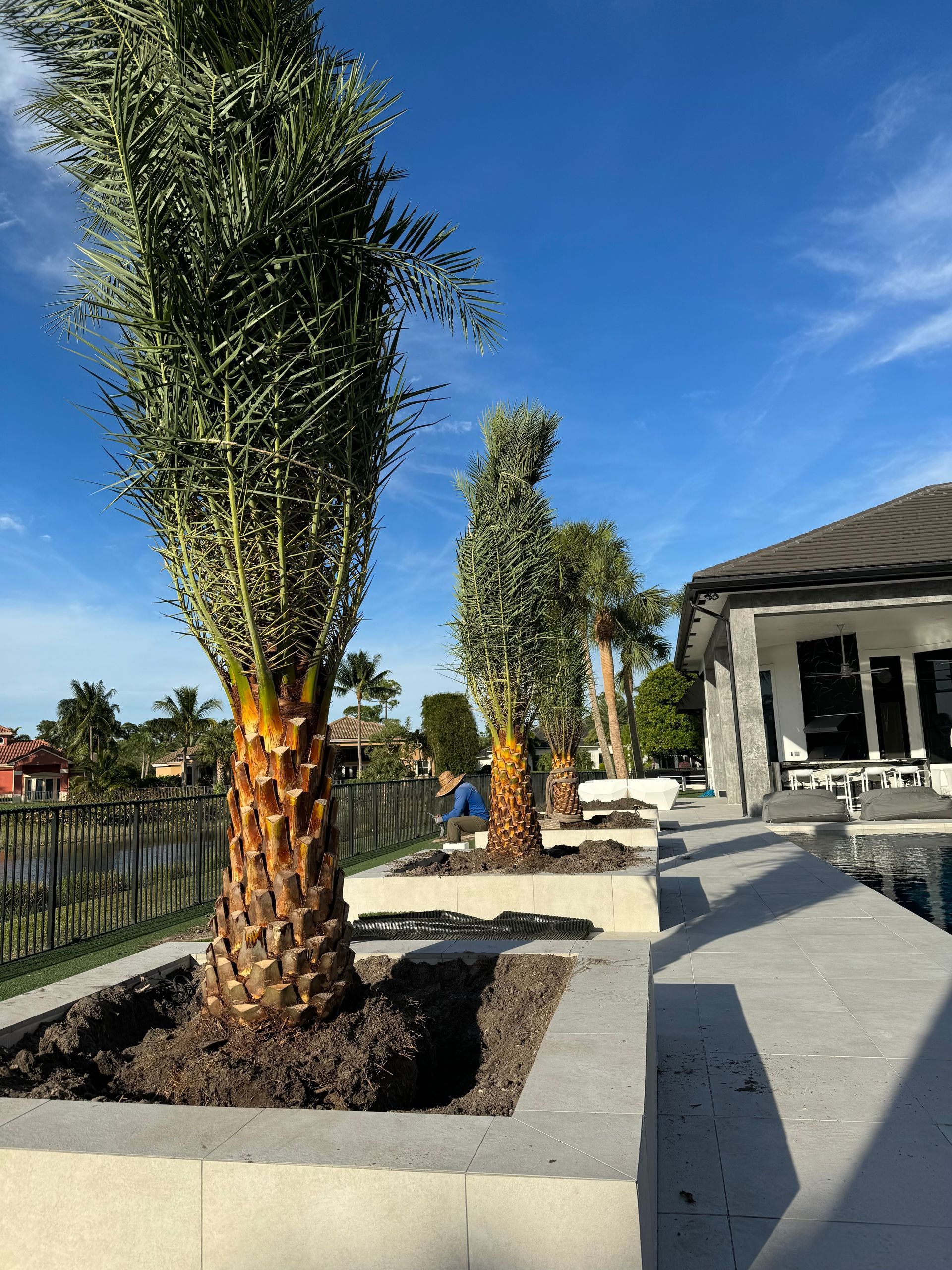 A row of palm trees in planters in front of a house.
