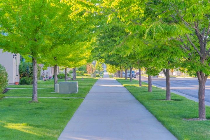 A concrete sidewalk leads through a sunny neighborhood lined with lush green trees and manicured grass lawns.