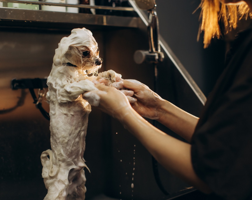 Hands hold a small white dog while grooming its paws in a dimly lit salon.
