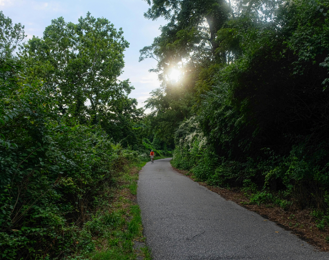 Paved path winding through lush green trees, with sunlight filtering through the canopy.