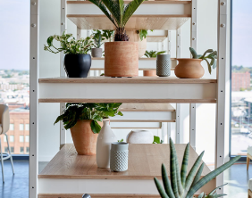 Potted plants on a light wood shelf by a bright window with a city view