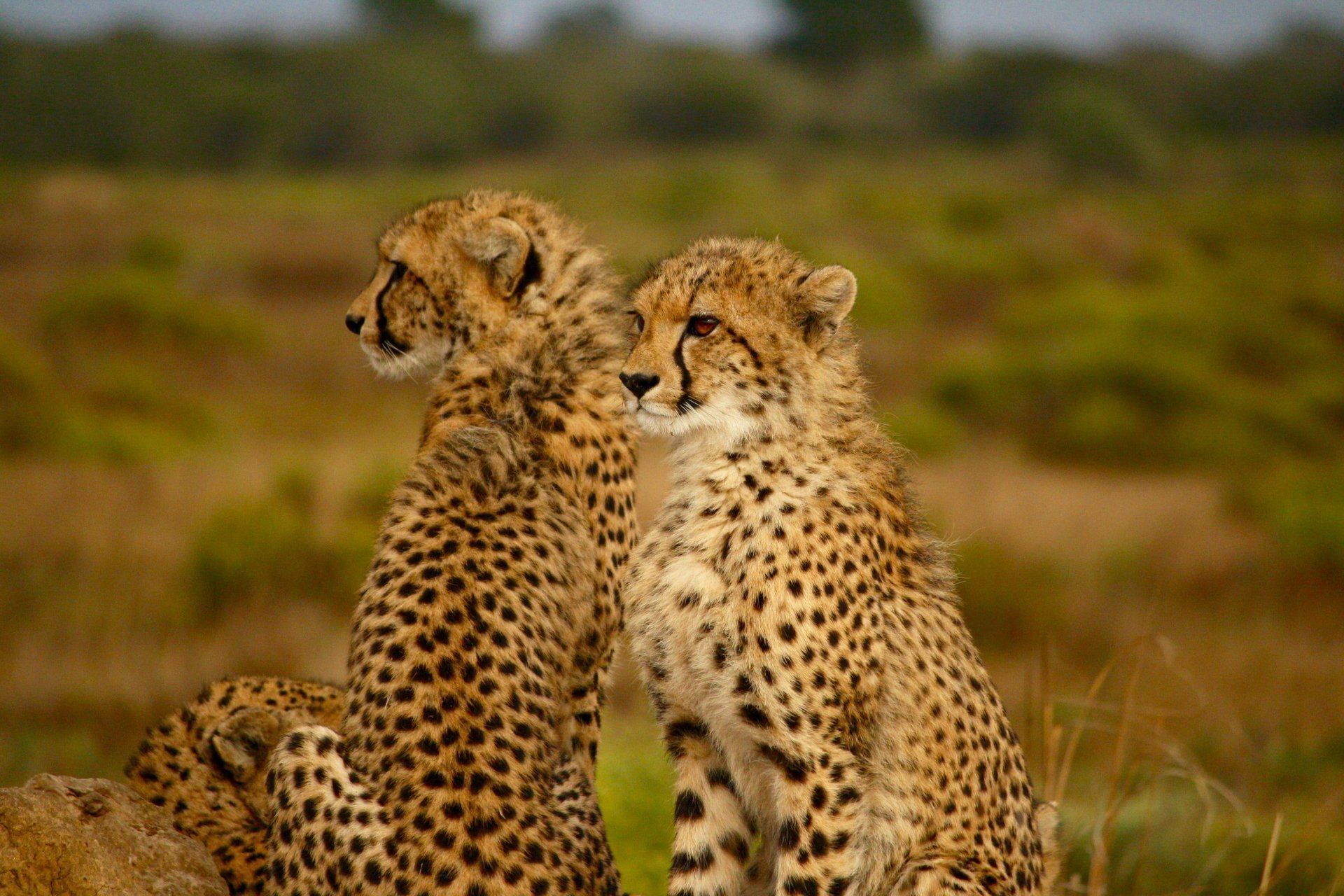 East Africa Incentive Travel Kenya