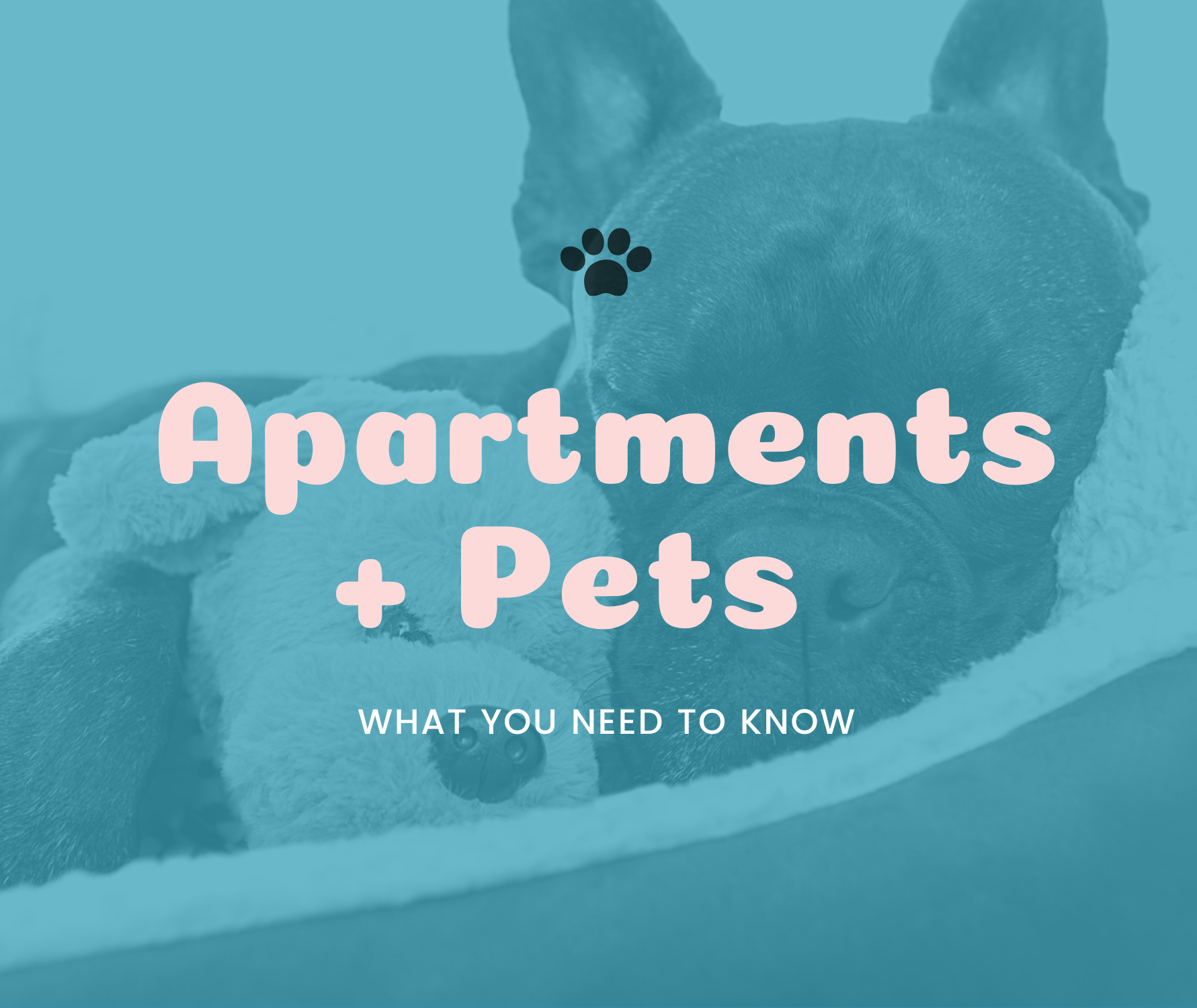 Pet Friendly Apartments