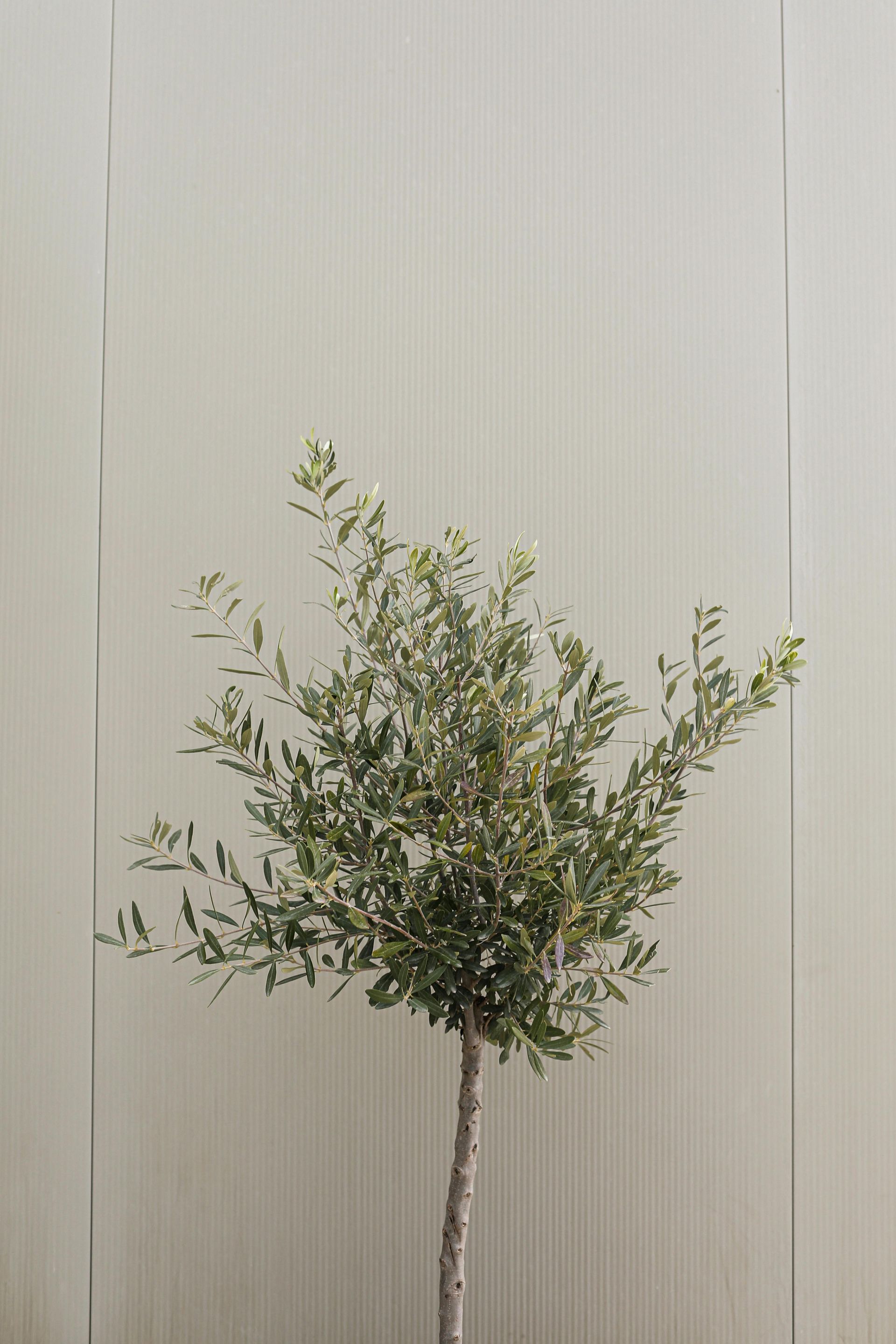 Olive Tree