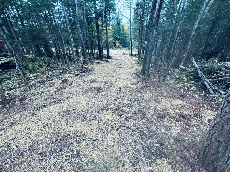 Dirt path covered in straw, flanked by tall trees in a forest.