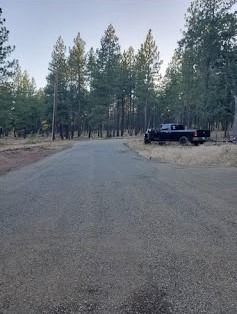 Gravel road leading into a forest, with a black truck parked on the side.