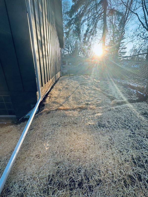 Frosted grass by a building, with the sun shining through trees.