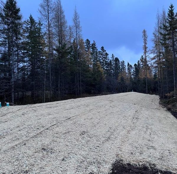 Gravel road leads into a forest. Trees line both sides of the road, under a partly cloudy sky.