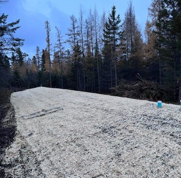 Cleared, mulched area in a forest setting, ready for construction, with surrounding trees.