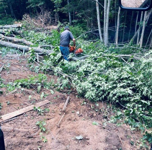 Man using chainsaw in forest clearing, cutting branches.