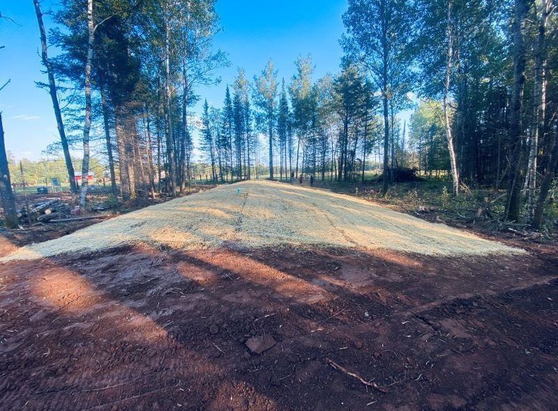 Gravel road leading into a forest lined with tall, slender trees under a bright blue sky.